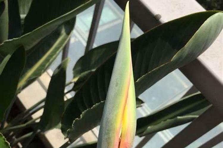 用磷酸二氢钾给红薯控旺是灌根好还是喷叶好？浓度是多少？