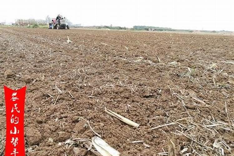 谷子用什么复合肥