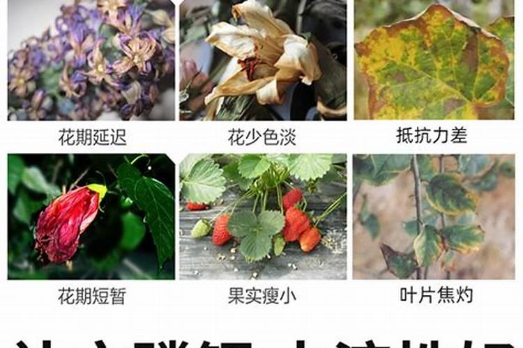 养花的氮肥有哪些