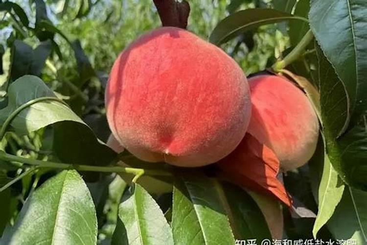 桃树什么时候用水溶肥最好
