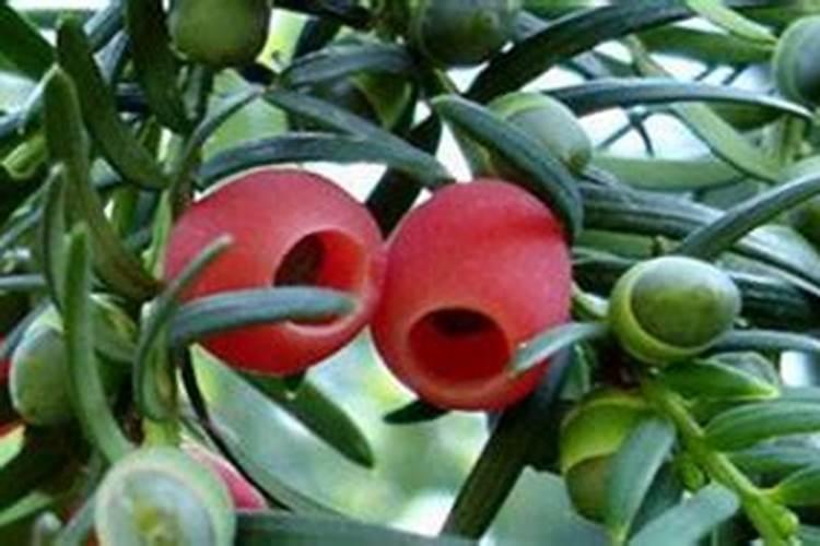 红豆杉怎么施肥,施什么肥