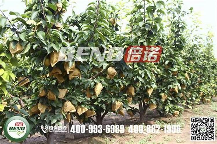 梨树怎么施肥