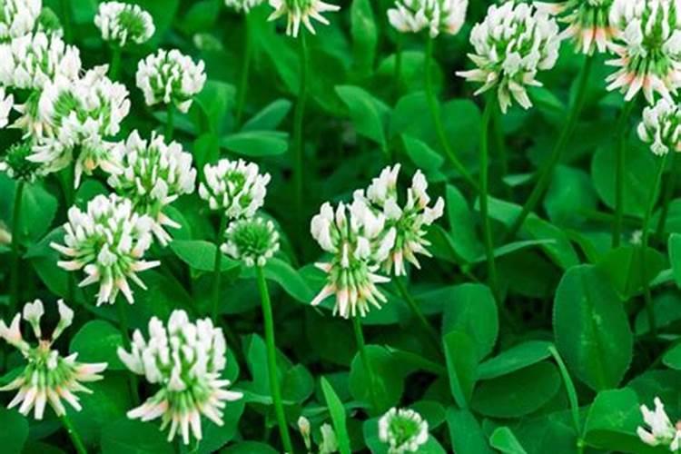 当年栽的树怎样施肥好