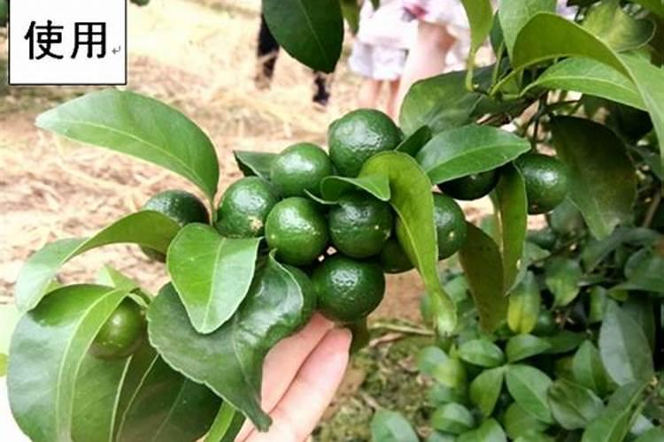 磷酸二氢钾和尿素哪个效果好