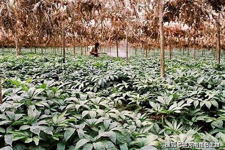 多肉植物能喷磷钾肥吗