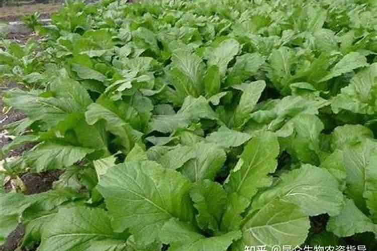 扦插生根剂哪个牌子好