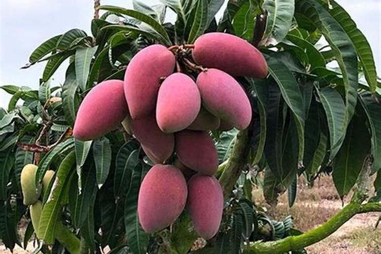 磷肥有几种哪种最好