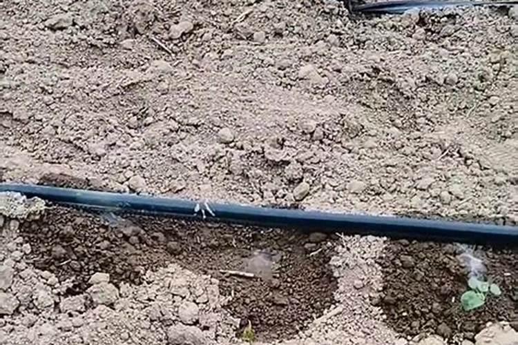 草莓种植施肥技术