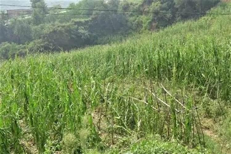 荔枝施什么肥好