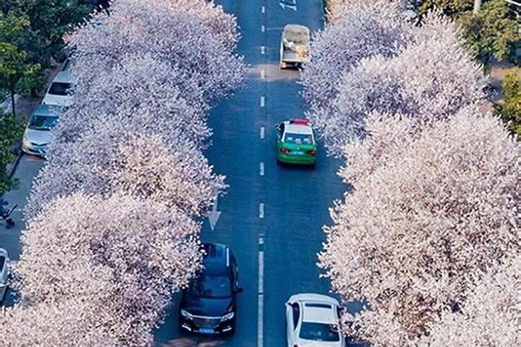 磷酸二氢钾对果树有什么肥效