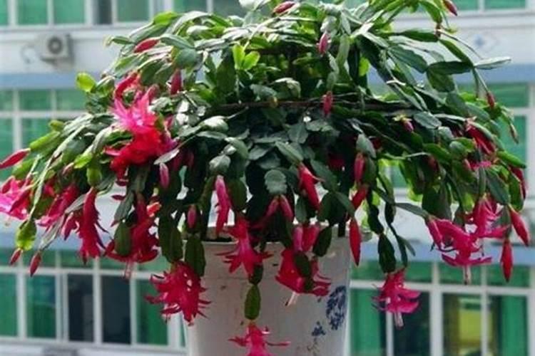 仙人掌嫁接的蟹爪兰夏季怎样养