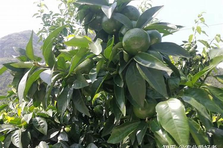 梨树夏季管理方法和要点整理 梨树养殖技巧有哪些