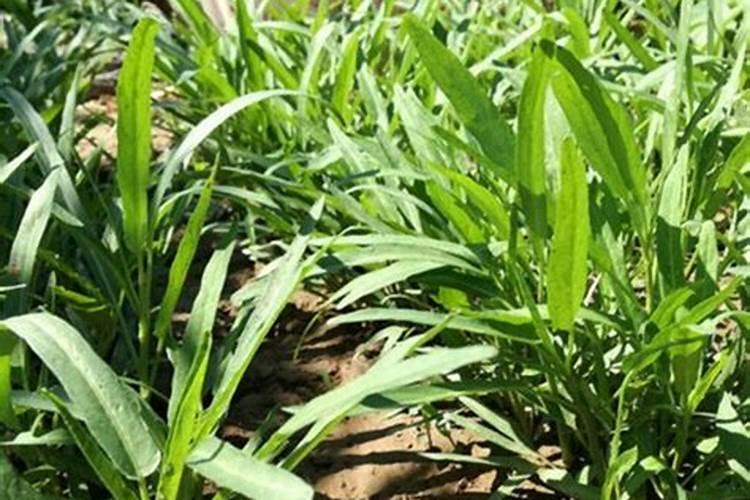 自己种的葱拿什么施肥