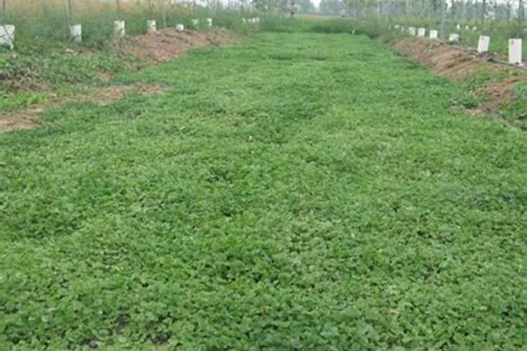 种小葱要下哪些肥才能长壮