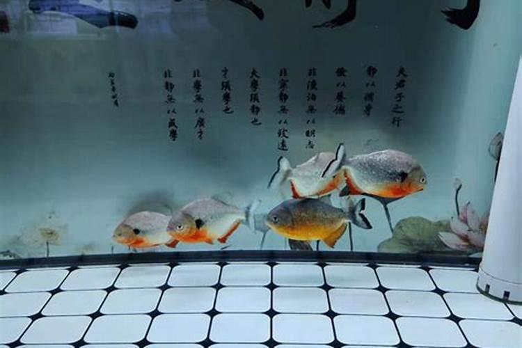 冲施的钙肥有哪些？