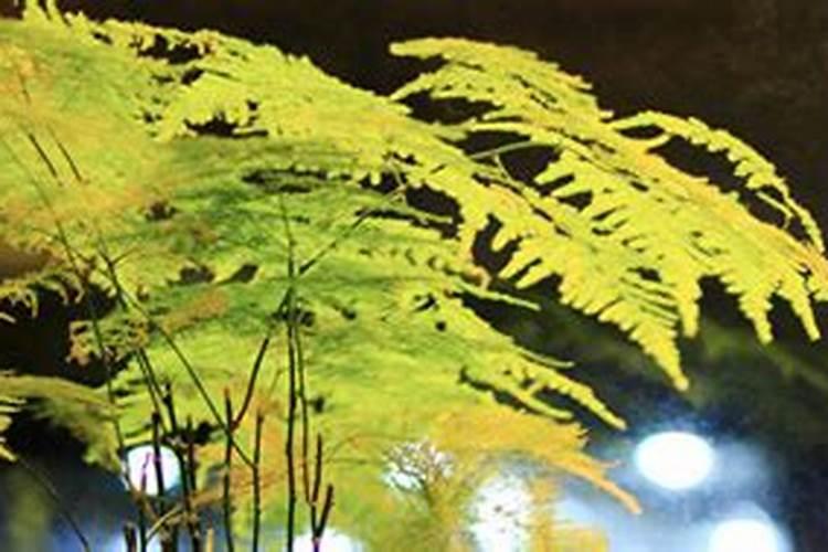 养殖水体中为什么大雨过后不宜施磷肥