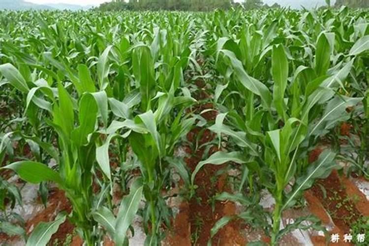 夏播玉米追肥用什么肥料最好