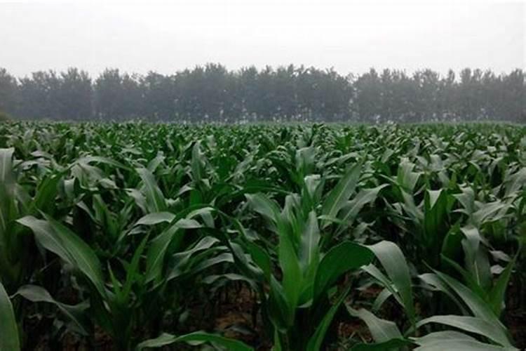 现在玉米冲施肥用什么肥料最好