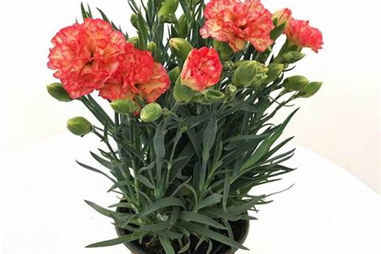 竹子喜欢什么肥料