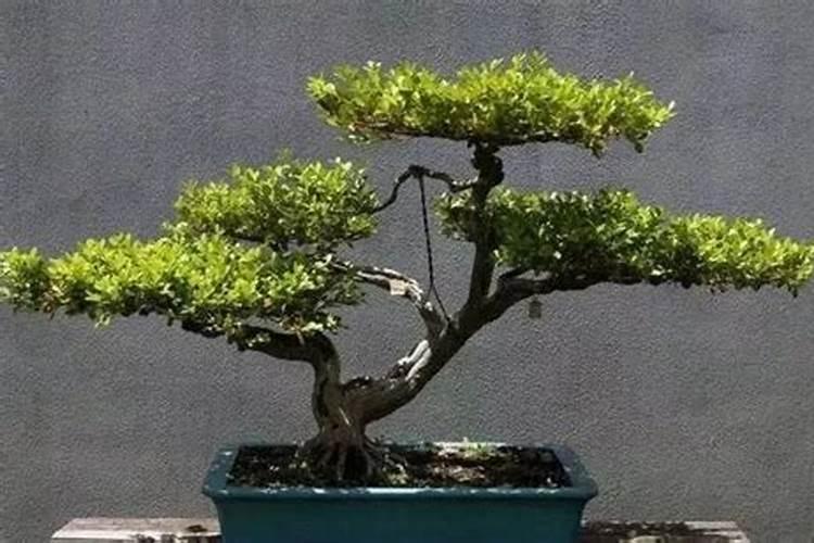 每天给果树上喷钾肥果实着色吗