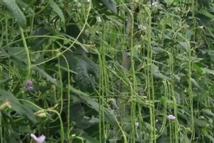 黄瓜可以用高钾肥吗？