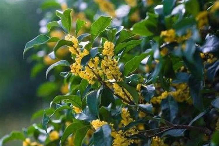 小麦冬季管理安全越冬的注意事项