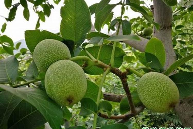 蜂蜜水适合浇什么花