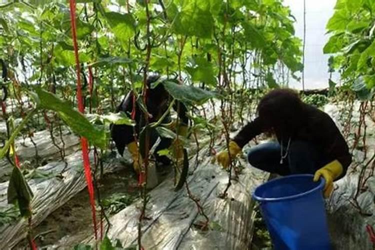 怎样用醋来当叶面肥 有哪些好处