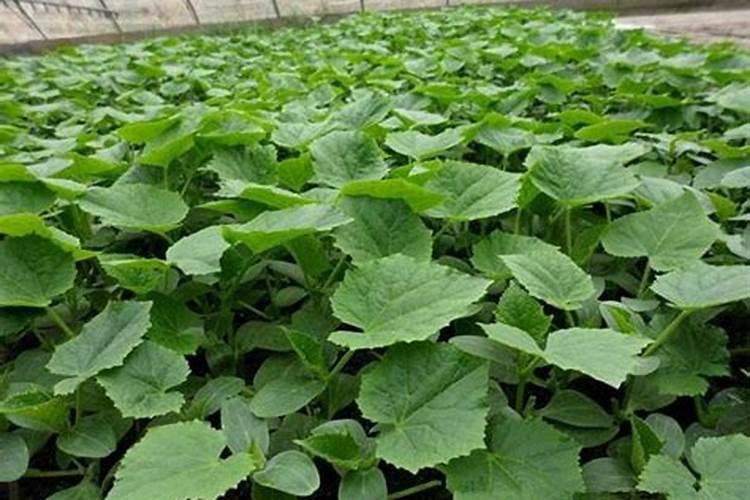 云豆生菜黄瓜韭菜苦菊南瓜 蔬菜施牛,马粪肥可以吗？