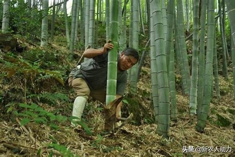 毛竹怎样施肥