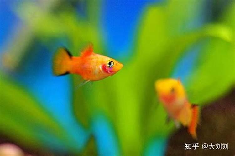 醋和茶叶可以一起喝吗
