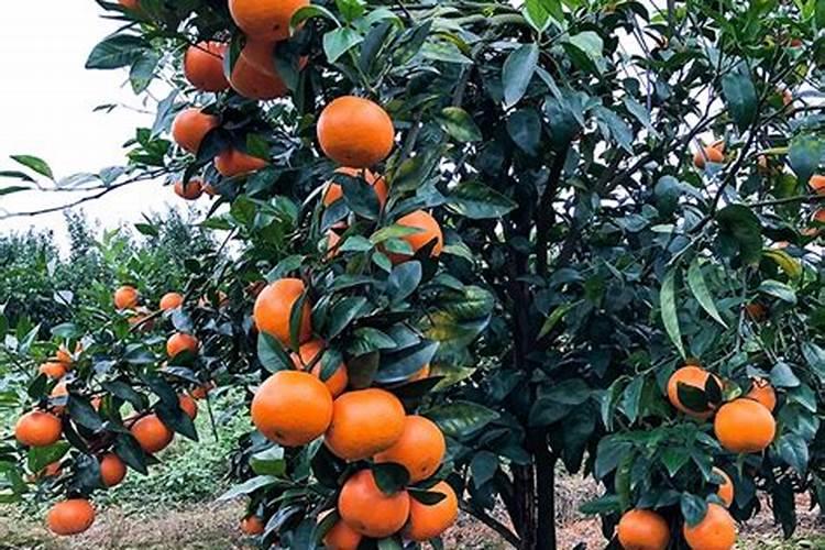 七月份苹果打什么药