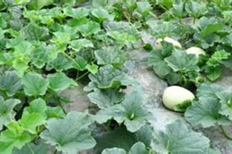 古代肥料积制与施用是怎样的？