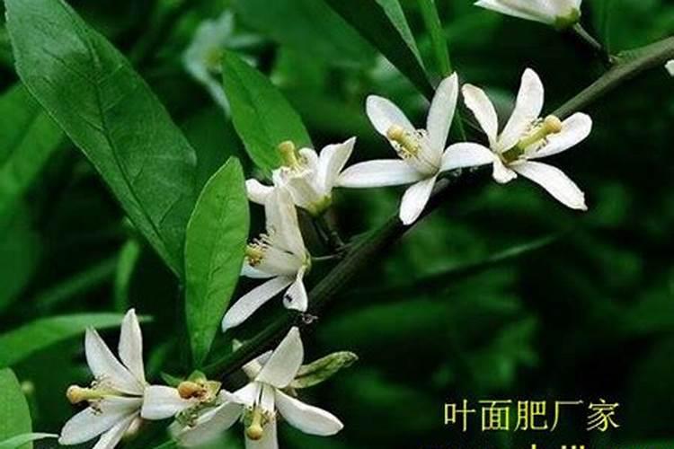 油菜前期未施肥出苗后什么时候施肥花卉百科