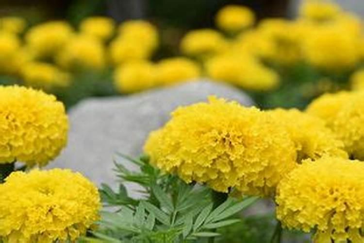 茉莉花(小盆栽)应该怎么养