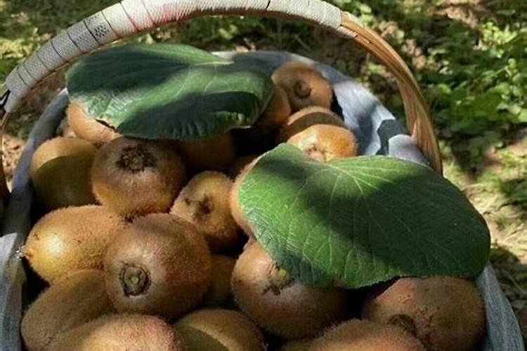 夏天大棚适合种植茼蒿菜吗？温度多少合适