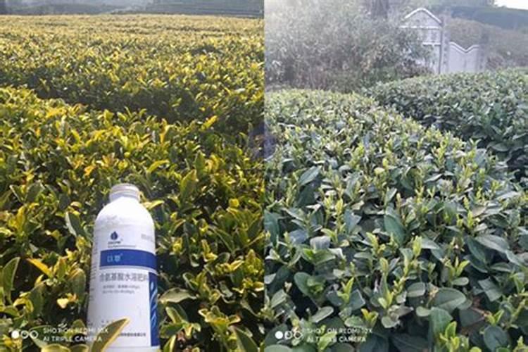 植物叶子打什么油亮