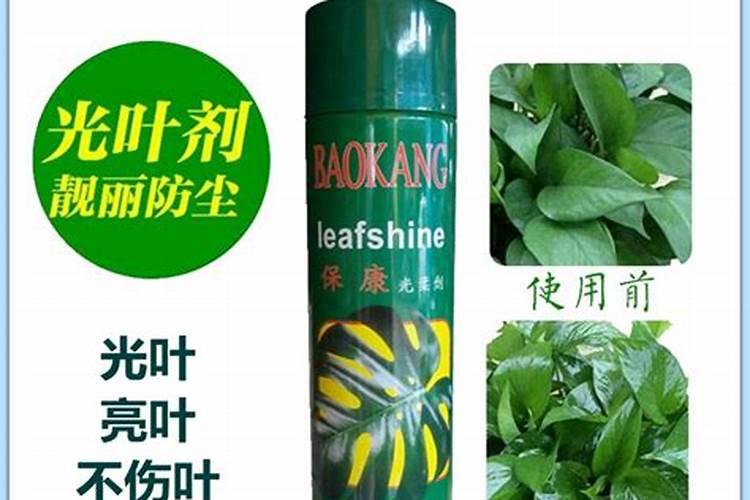 花叶喷什么又绿又亮