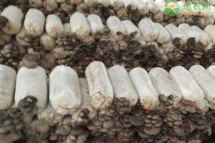 花芽分化用什么叶面肥
