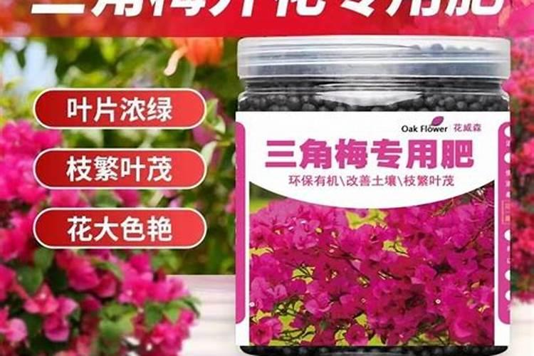 梅花施肥用哪种肥料,梅花施肥时间和方法