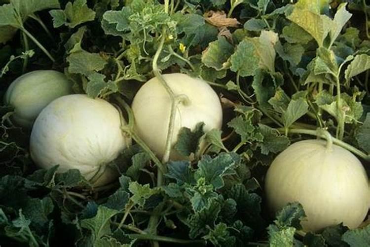 氮肥。磷肥钾肥的作用