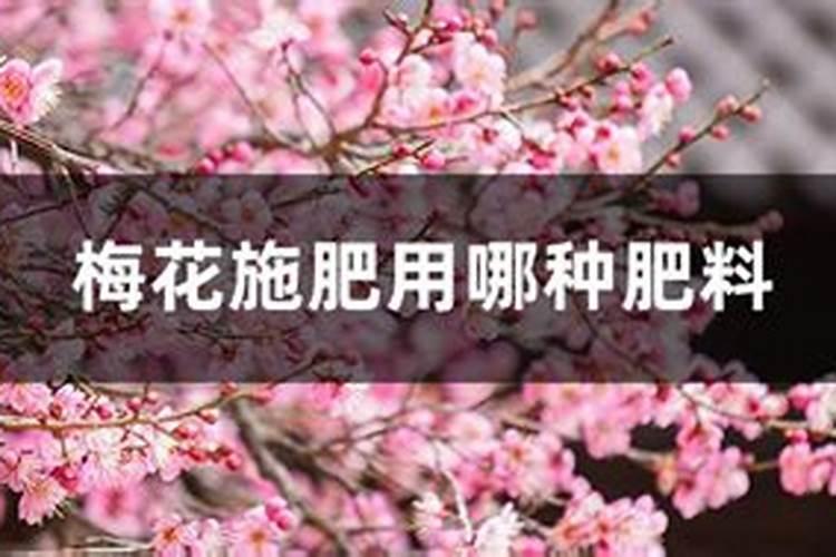 梅花上什么肥料好,梅花结果实吗