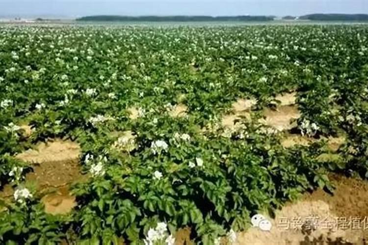 葡萄等果树根腐病用什么药灌根？健禾医根杀菌剂防治根腐病效果好百度知...