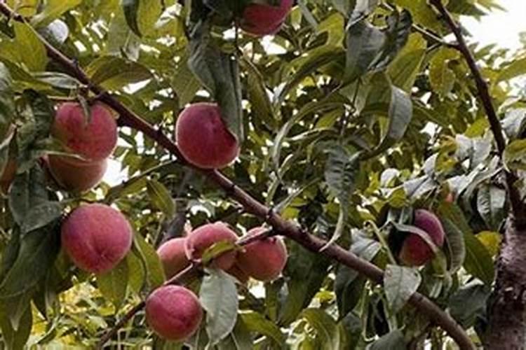 种植甘蔗用什么肥料最好