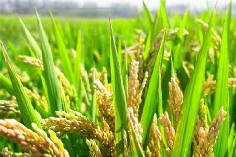 氯化钾给水稻撒施可以吗