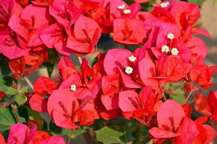 种花生底肥用什么最好