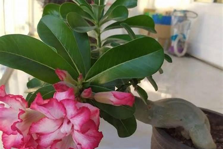 芸苔素的特效配方