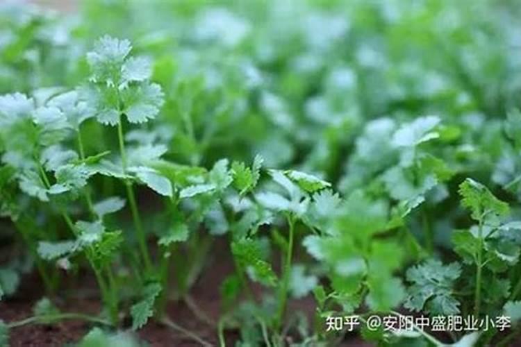 蒸豆角下面叶子大下面叶子小怎么回事