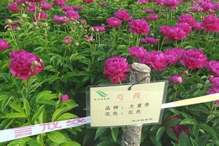 中药材一年用多少肥合适,白芨专用肥哪家好？