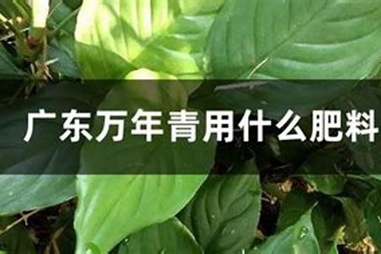 广东万年青用什么肥料